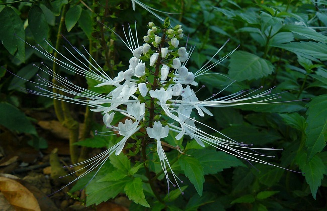 猫须草