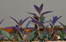 紫鸭拓草的功效与作用