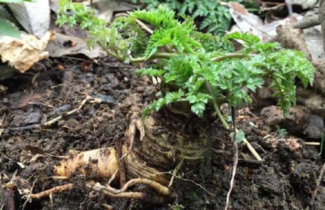 野芹菜