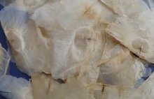 木蝴蝶的功效与作用