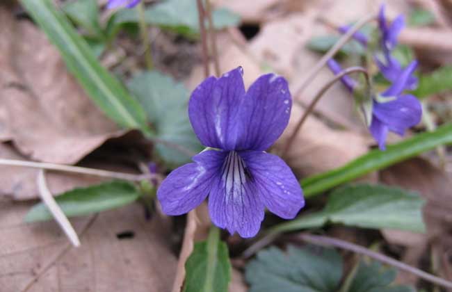 紫花地丁