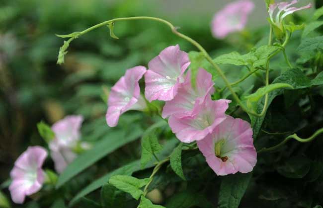 田旋花