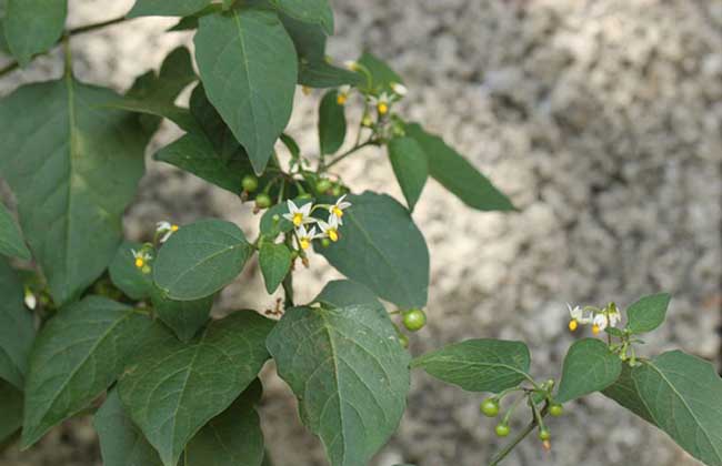 白花菜的功效与作用 花草百科网