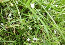 半枝莲和白花蛇舌草有什么作用？