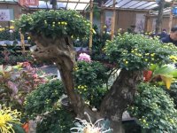 盆景小菊冬季养护要点