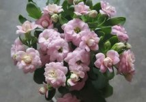 长寿花怎么照顾（看花友的个人养殖经验）