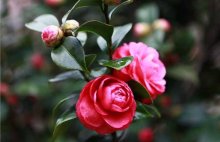 茶花春季养护注意事项