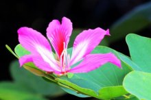 紫荆花怎么养殖？紫荆花养殖方法及注意事项！