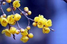 冬季盆花浇水需注意什么
