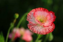 居室内适宜种植的花卉