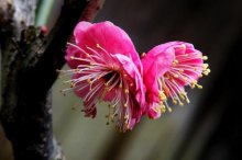 阳台养梅保叶促花的窍门