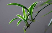养花小常识：浇花六法