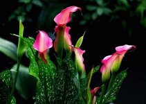 5种观赏植物可有效净化室内空气
