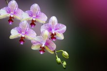 如何让病弱兰花复壮