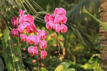 花卉的移植和定植