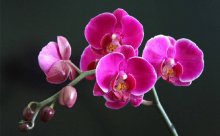 如何能让使蝴蝶兰及时开花
