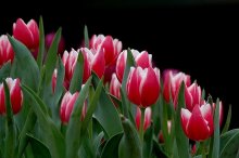 如何让郁金香、风信子连年开花