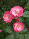 蔷薇的习性及栽培管理方法