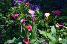 天气炎热的八月教你如何管理花卉种植事项