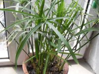 盆栽伞草伞竹、水竹、台湾竹的养护方法