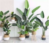 适合办公室的8盆植物推荐 买过的人都说好