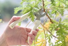 花卉如何剪枝？细数家庭花卉修剪整形的方法和技巧