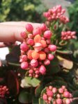 长寿花不开花疯长叶子的原因