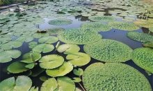 芡实的养殖方法与栽培管理
