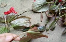 海棠花扦插繁殖方法