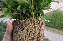 栀子花换盆方法，栀子花换盆注意事项