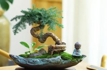 澳洲松盆景怎么养 澳洲松盆景的养殖方法和注意事项