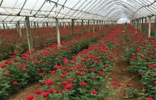 玫瑰种植土壤要求