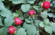蛇莓种子价格及种植方法