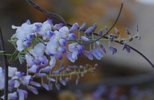 紫藤花什么时候开花？
