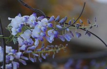 紫藤花什么时候开花？