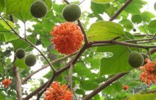 构树的果实能吃吗？