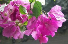 叶子花的养殖方法