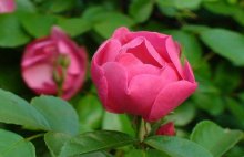 蔷薇花的繁殖方法有哪些