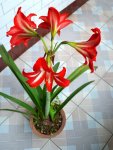 美艳的球茎植物“朱顶红”养成记