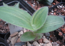 白雪姬锦Tradescantia sillamontana variegata