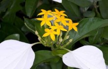玉叶金花的“白蝴蝶”该怎样养护呢？