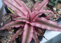 粉海星Cryptanthus bivittatis‘Pinkstar’