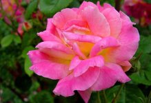 月季花种子怎么种？
