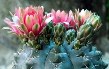 冬季花卉防冻注意事项