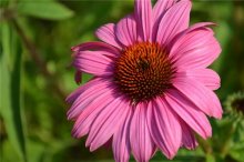紫松果菊的养殖方法及注意事项