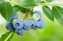 蓝莓怎么保存