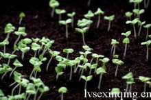 适合春天播种的花