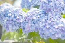 绣球花夏季怎么养