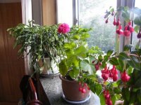 夏季阳台养花要加强空气湿度
