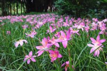 风雨兰什么时候开花